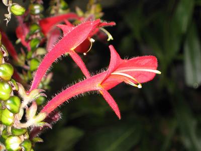 Columnea microphylla - کلم‌نیا برگ‌ریز (گیاه ماهی‌طلایی برگ‌ریز)